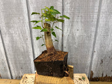 Load image into Gallery viewer, Trident Maple #15