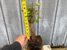Load image into Gallery viewer, Trident Maple #23