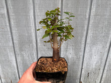 Load image into Gallery viewer, Zelkova, Japanese Grey Bark Elm #9