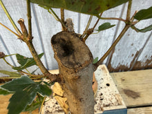 Load image into Gallery viewer, Trident Maple #8