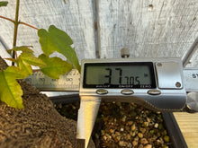 Load image into Gallery viewer, Trident Maple #49