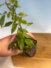 Load image into Gallery viewer, Zelkova