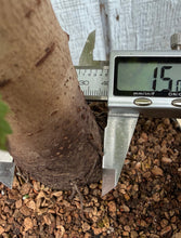 Load image into Gallery viewer, Zelkova, Japanese Grey Bark Elm #1