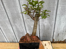 Load image into Gallery viewer, Zelkova, Japanese Grey Bark Elm #4