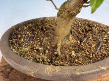 Load image into Gallery viewer, Trident Maple 026