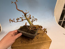 Load image into Gallery viewer, Japanese Maple 003