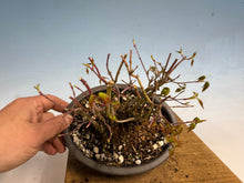 Load image into Gallery viewer, Japanese Maple Clump 002 13 Trees