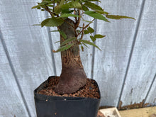Load image into Gallery viewer, Zelkova, Japanese Grey Bark Elm #19