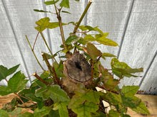 Load image into Gallery viewer, Trident Maple #35