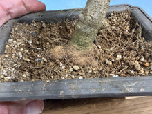 Load image into Gallery viewer, Trident Maple 016