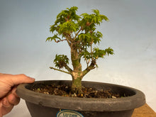 Load image into Gallery viewer, Shishigashira Japanese Maple 004