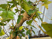 Load image into Gallery viewer, Trident Maple #11