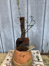Load image into Gallery viewer, Chinese Quince #9