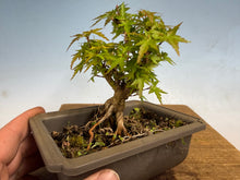 Load image into Gallery viewer, Kotohime Japanese Maple-015