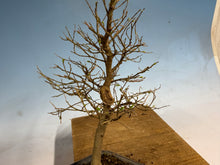 Load image into Gallery viewer, Chinese Hackberry, Celtis 001