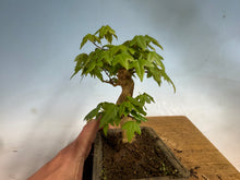Load image into Gallery viewer, Trident Maple 012