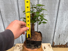 Load image into Gallery viewer, Zelkova, Japanese Grey Bark Elm #3