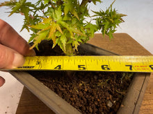 Load image into Gallery viewer, Kotohime Japanese Maple-013