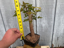 Load image into Gallery viewer, Trident Maple #36