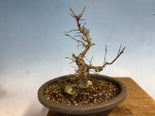 Load image into Gallery viewer, Zelkova, Japanese Import 001