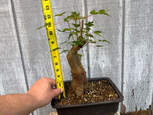 Load image into Gallery viewer, Trident Maple #47