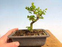 Load image into Gallery viewer, Shishigashira Japanese Maple 003