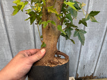 Load image into Gallery viewer, Trident Maple #44