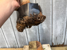 Load image into Gallery viewer, Trident Maple #43