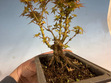 Load image into Gallery viewer, Kotohime Japanese Maple-009