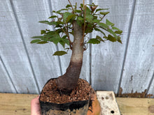 Load image into Gallery viewer, Zelkova, Japanese Grey Bark Elm #15