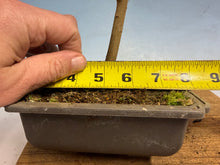 Load image into Gallery viewer, Chinese Hackberry, Celtis 004