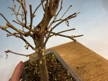 Load image into Gallery viewer, Zelkova, Japanese Grey Bark Elm 004