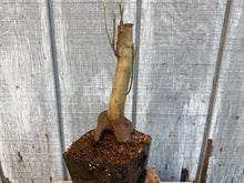 Load image into Gallery viewer, Trident Maple #7