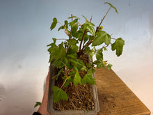 Load image into Gallery viewer, Trident Maple 015- Seedling Fushion Clump