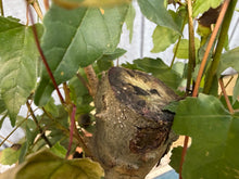Load image into Gallery viewer, Trident Maple #21