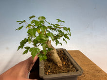 Load image into Gallery viewer, Trident Maple 017