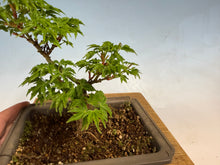 Load image into Gallery viewer, Shishigashira Japanese Maple 012