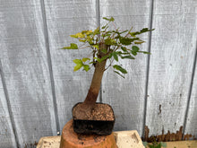 Load image into Gallery viewer, Trident Maple #33
