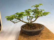 Load image into Gallery viewer, Shishigashira Japanese Maple 019
