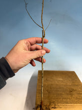 Load image into Gallery viewer, Chinese Elm, Ulmus Parvifloria, 3-4 year, Cut Back