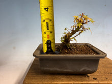 Load image into Gallery viewer, Kotohime Japanese Maple-001
