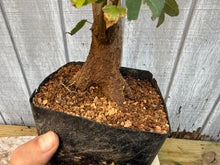 Load image into Gallery viewer, Trident Maple #18