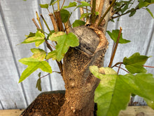 Load image into Gallery viewer, Trident Maple #24