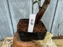 Load image into Gallery viewer, Zelkova, Japanese Grey Bark Elm #14