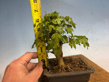 Load image into Gallery viewer, Trident Maple 027