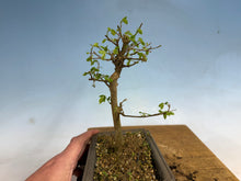 Load image into Gallery viewer, Chinese Hackberry, Celtis 005