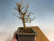 Load image into Gallery viewer, Zelkova, Japanese Grey Bark Elm 006
