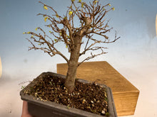 Load image into Gallery viewer, Zelkova, Japanese Grey Bark Elm 003