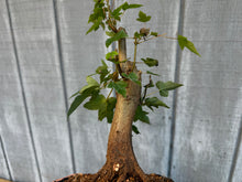 Load image into Gallery viewer, Trident Maple #18