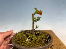 Load image into Gallery viewer, Chojubai 006